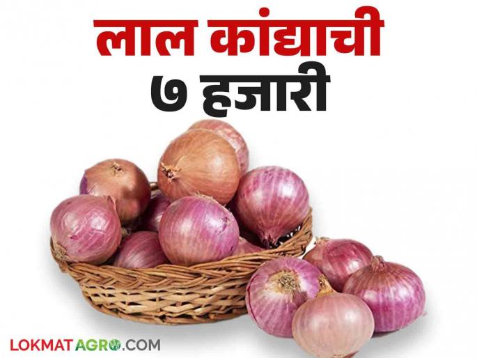 Onion Market Rate: Red onion fetches high rate in Rameshwar agricultural market | Onion Market Rate : रामेश्वर कृषी मार्केटमध्ये लाल कांद्याला मिळतोय उच्चांकी दर Onion Market Rate: Red onion fetches high rate in Rameshwar agricultural market | Onion Market Rate : रामेश्वर कृषी मार्केटमध्ये लाल कांद्याला मिळतोय उच्चांकी दर