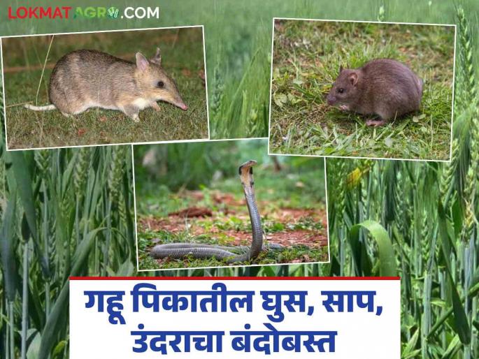 If you see rats and snakes while watering wheat, you will feel scared; then do this remedy | गव्हास पाणी देताना उंदीर, साप दिसल्यास होतो थरकाप; मग करा 'हा' उपाय If you see rats and snakes while watering wheat, you will feel scared; then do this remedy | गव्हास पाणी देताना उंदीर, साप दिसल्यास होतो थरकाप; मग करा 'हा' उपाय