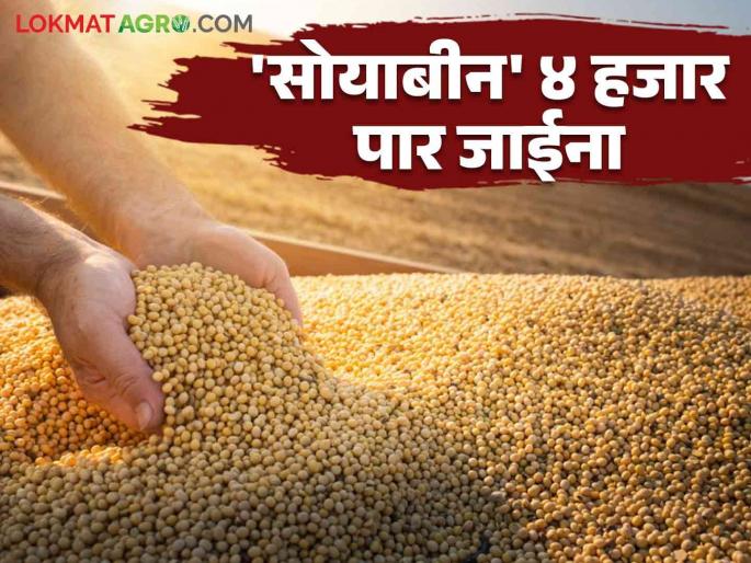Soybena Bajar Bhav : Guarantee lost in the market; Read what the price of soybeans is getting today | Soybena Bajar Bhav : बाजारात हमीभाव हरवला; वाचा आज काय मिळतोय सोयाबीनला दर Soybena Bajar Bhav : Guarantee lost in the market; Read what the price of soybeans is getting today | Soybena Bajar Bhav : बाजारात हमीभाव हरवला; वाचा आज काय मिळतोय सोयाबीनला दर