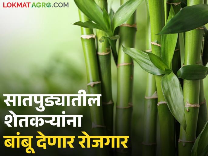 Bamboo Mission to be implemented for employment and income of farming families in Satpura | सातपुड्यातील शेतकरी कुटुंबांच्या रोजगार आणि उत्पन्नासाठी राबविले जाणार बांबू मिशन Bamboo Mission to be implemented for employment and income of farming families in Satpura | सातपुड्यातील शेतकरी कुटुंबांच्या रोजगार आणि उत्पन्नासाठी राबविले जाणार बांबू मिशन