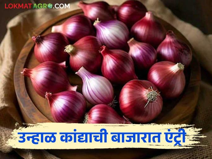 Onion Market Rate: Onion market price is rising and falling; Read today's onion market price | Onion Market Rate : कांदा बाजारात दराची कुठे तेजी कुठे मंदी; वाचा आजचे कांदा बाजारभाव Onion Market Rate: Onion market price is rising and falling; Read today's onion market price | Onion Market Rate : कांदा बाजारात दराची कुठे तेजी कुठे मंदी; वाचा आजचे कांदा बाजारभाव