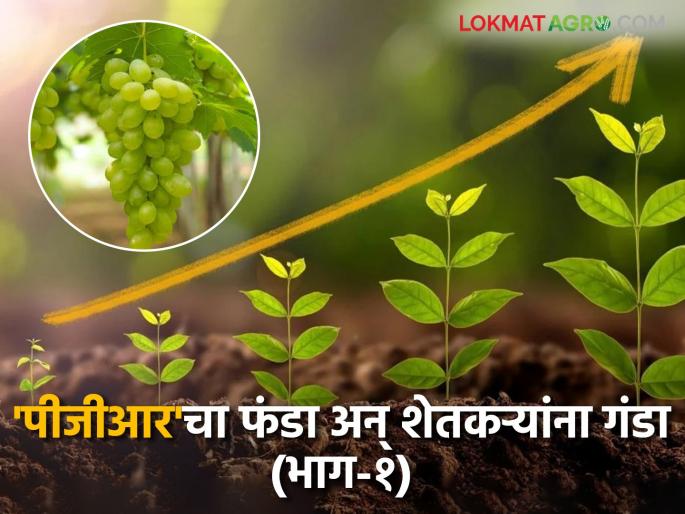 'PGR' companies earn crores on farmers' sweat; Medicine with production cost of Rs 100 costs Rs 1000 | शेतकऱ्यांच्या घामावर 'पीजीआर' कंपन्यांची कोटींची उलाढाल; शंभर रुपये उत्पादन खर्चाचे औषध हजार रुपयांना