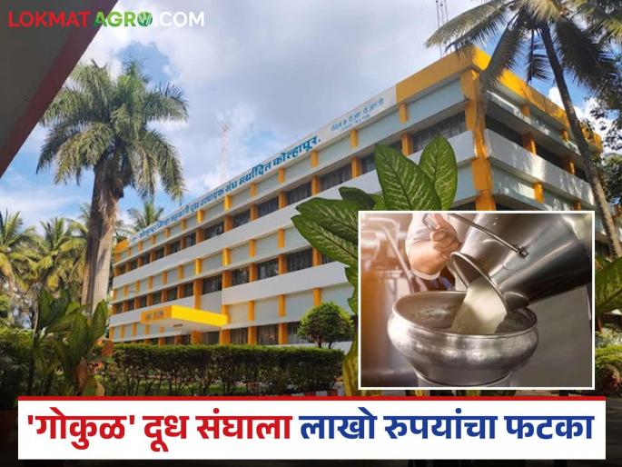 Mumbai's milk packing contractor changed and 'Gokul' lost lakhs of rupees in two days; Read what happened | मुंबईतील दूध पॅकिंगचा ठेकेदार बदलला अन् दोन दिवसात 'गोकुळ'ला लाखो रुपयांचा फटका; वाचा काय प्रकरण Mumbai's milk packing contractor changed and 'Gokul' lost lakhs of rupees in two days; Read what happened | मुंबईतील दूध पॅकिंगचा ठेकेदार बदलला अन् दोन दिवसात 'गोकुळ'ला लाखो रुपयांचा फटका; वाचा काय प्रकरण