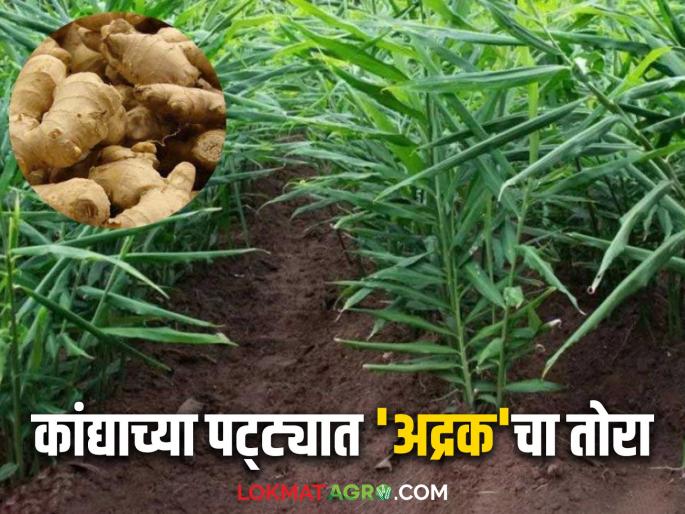 Yeola is becoming a ginger hub; Farmers prefer ginger crop, leaving sugarcane, pomegranate, grape, onion crops behind | येवला होतंय अद्रक हब; ऊस, डाळिंब, द्राक्ष, कांदा पिकांना फाटा देत शेतकऱ्यांची अद्रक पिकाला पसंती Yeola is becoming a ginger hub; Farmers prefer ginger crop, leaving sugarcane, pomegranate, grape, onion crops behind | येवला होतंय अद्रक हब; ऊस, डाळिंब, द्राक्ष, कांदा पिकांना फाटा देत शेतकऱ्यांची अद्रक पिकाला पसंती