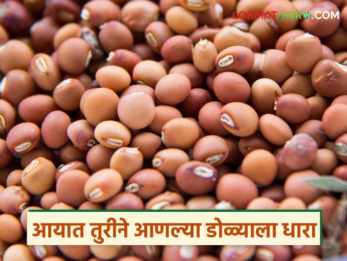tur, which was kept aside as prices increase during the monsoon season, is finally in the market; Farmers are being hit by the sluggish market | पावसाळ्याच्या हंगामात दर वाढतात म्हणून राखून ठेवलेली तूर अखेर बाजारात; मंदावलेल्या बाजाराने शेतकऱ्यांना बसतोय फटका tur, which was kept aside as prices increase during the monsoon season, is finally in the market; Farmers are being hit by the sluggish market | पावसाळ्याच्या हंगामात दर वाढतात म्हणून राखून ठेवलेली तूर अखेर बाजारात; मंदावलेल्या बाजाराने शेतकऱ्यांना बसतोय फटका