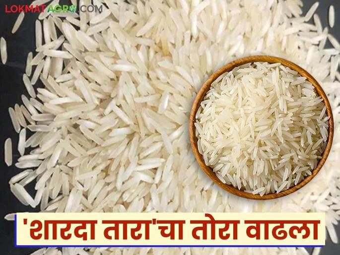 Rice Market Rate: 'Sharda Tara' tastes great but hits the pocket; Price increase this year compared to last year | Rice Market Rate : 'शारदा तारा'ची चव भारी पण खिशाला मारी; गतवर्षीच्या तुलनेत यंदा दरात वाढ Rice Market Rate: 'Sharda Tara' tastes great but hits the pocket; Price increase this year compared to last year | Rice Market Rate : 'शारदा तारा'ची चव भारी पण खिशाला मारी; गतवर्षीच्या तुलनेत यंदा दरात वाढ