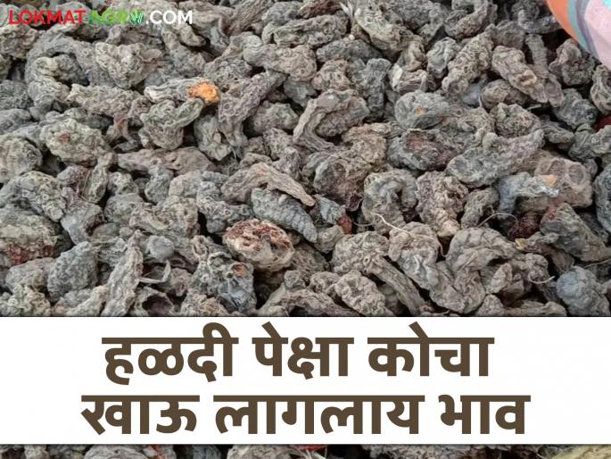 Kocha is starting to cost more than turmeric; Kocha is in demand in the state and abroad | हळदी पेक्षा कोचा खाऊ लागलाय अधिक भाव; राज्यासह परराज्यात कोचाला मागणी Kocha is starting to cost more than turmeric; Kocha is in demand in the state and abroad | हळदी पेक्षा कोचा खाऊ लागलाय अधिक भाव; राज्यासह परराज्यात कोचाला मागणी