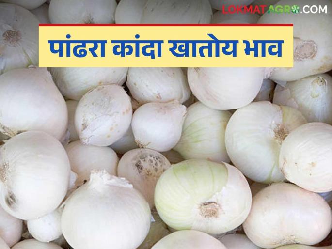 Kanda Bazaar Bhav: Onion prices stable in the state except for 'these' two market committees; Read today's onion market prices | Kanda Bajar Bhav : 'या' दोन बाजार समित्या वगळता राज्यात कांदा दर स्थिर; वाचा आजचे कांदा बाजारभाव Kanda Bazaar Bhav: Onion prices stable in the state except for 'these' two market committees; Read today's onion market prices | Kanda Bajar Bhav : 'या' दोन बाजार समित्या वगळता राज्यात कांदा दर स्थिर; वाचा आजचे कांदा बाजारभाव