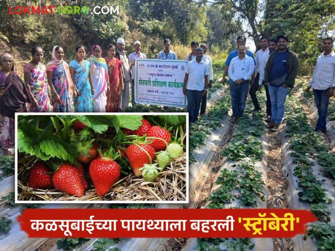 Strawberries bloom in the fields of tribal farmers in Bhandardara area; 18 farmers from 6 villages are cultivating strawberries | भंडारदरा परिसरातील आदिवासी शेतकऱ्यांच्या शेतात बहरली स्ट्रॉबेरी; ६ गावांतील १८ शेतकरी करताहेत स्ट्रॉबेरीची शेती Strawberries bloom in the fields of tribal farmers in Bhandardara area; 18 farmers from 6 villages are cultivating strawberries | भंडारदरा परिसरातील आदिवासी शेतकऱ्यांच्या शेतात बहरली स्ट्रॉबेरी; ६ गावांतील १८ शेतकरी करताहेत स्ट्रॉबेरीची शेती