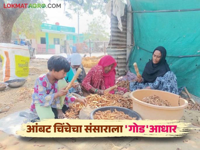 Tamarind has provided employment to hundreds of women in the village; Huge turnover through tamarind in the Ambelohal area | चिंचेने दिला शेकडो महिलांना गावातच रोजगार; अंबेलोहळ परिसरात चिंचेच्या माध्यमातून मोठी उलाढाल Tamarind has provided employment to hundreds of women in the village; Huge turnover through tamarind in the Ambelohal area | चिंचेने दिला शेकडो महिलांना गावातच रोजगार; अंबेलोहळ परिसरात चिंचेच्या माध्यमातून मोठी उलाढाल