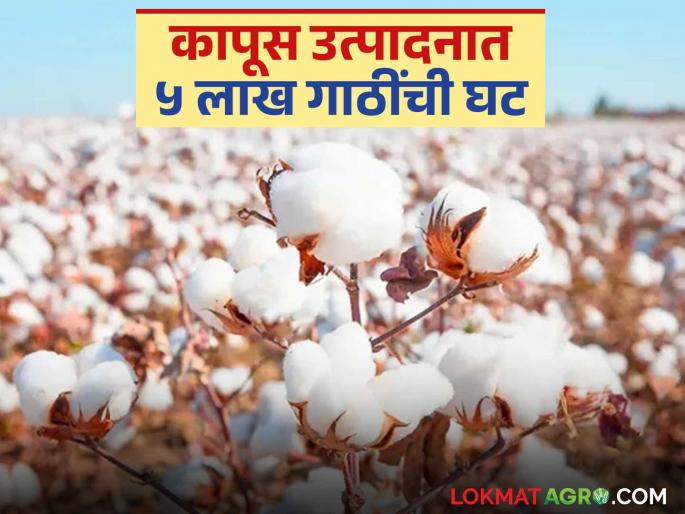 Cotton prices have increased due to a decrease of 5 lakh bales in this year's production; Read detailed information on production and market | यंदाच्या उत्पादनात ५ लाख गाठींची घट परिणामी कापसाचे दर वधारले; वाचा उत्पादन अन् बाजाराची सविस्तर माहिती