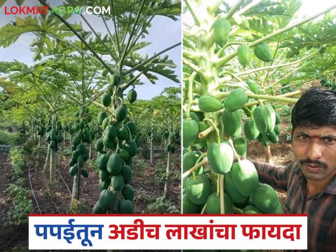 Ranjit is farming by getting information online; Papaya worth 2.5 lakhs was harvested in 10 gunthas of land | ऑनलाईन माहिती घेत रणजित करताहेत शेती; १० गुंठे क्षेत्रात झाली अडीच लाखांची पपई Ranjit is farming by getting information online; Papaya worth 2.5 lakhs was harvested in 10 gunthas of land | ऑनलाईन माहिती घेत रणजित करताहेत शेती; १० गुंठे क्षेत्रात झाली अडीच लाखांची पपई