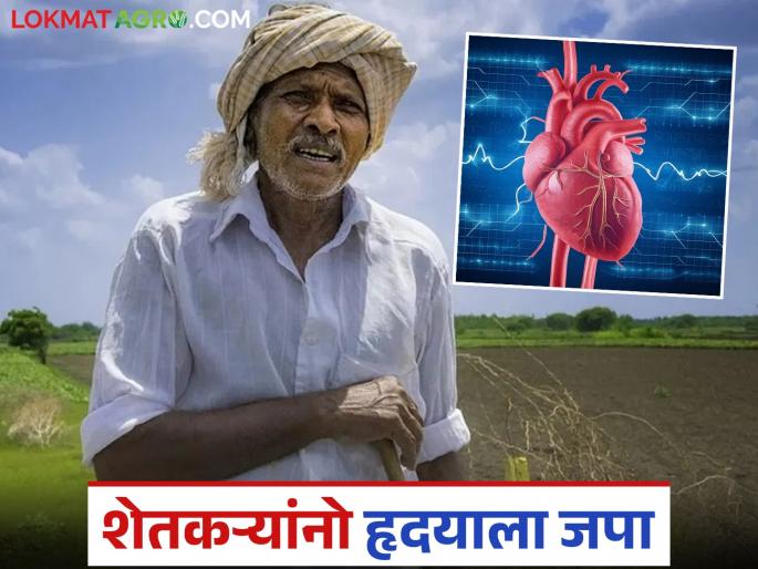 Farmers, these simple solutions will work; all worries about heart disease will be solved | शेतकरी बांधवांनो 'हे' सोपे उपाय येतील कामी; हृदयाविकाराची सुटेल चिंता सारी Farmers, these simple solutions will work; all worries about heart disease will be solved | शेतकरी बांधवांनो 'हे' सोपे उपाय येतील कामी; हृदयाविकाराची सुटेल चिंता सारी