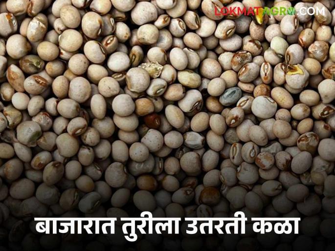 Tur Market Rate: On the eve of the new season, market committees know that the tur rate is falling | Tur Market Rate : ऐन हंगामाच्या तोंडावर बाजार समित्यांत तुर दराला उतरती कळा Tur Market Rate: On the eve of the new season, market committees know that the tur rate is falling | Tur Market Rate : ऐन हंगामाच्या तोंडावर बाजार समित्यांत तुर दराला उतरती कळा