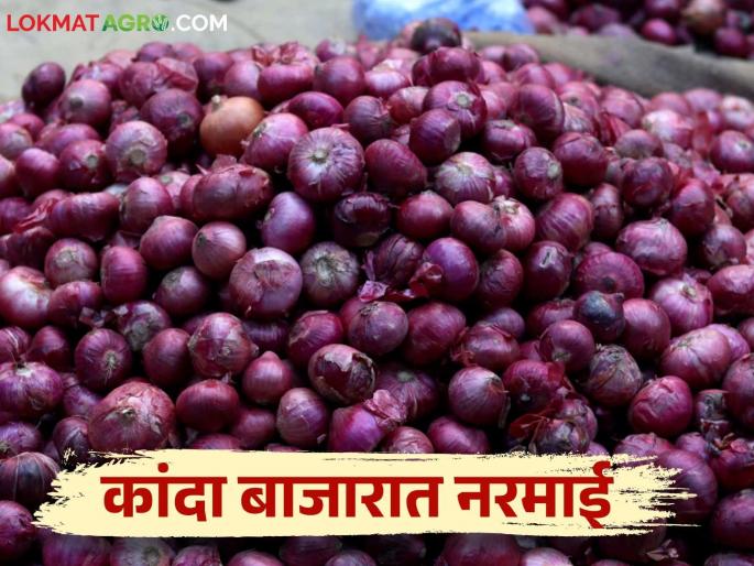 Onion Market Rate: Onion market is soft; Read what is the price of onion in the state today | Onion Market Rate : कांदा बाजारात नरमाई; वाचा राज्यात आज काय मिळतोय कांद्याला दर