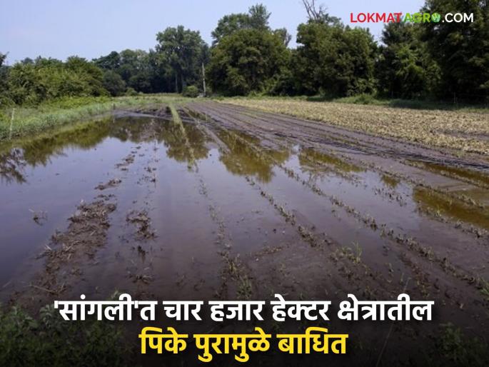 Floods in Krishna and Warna rivers affect crops in four thousand hectares of Sangli; loss of seven and a half crores | कृष्णा, वारणा नद्यांना आलेल्या पुरामुळे 'सांगली'त चार हजार हेक्टर क्षेत्रातील पिके बाधित; साडेसात कोटीचे नुकसान Floods in Krishna and Warna rivers affect crops in four thousand hectares of Sangli; loss of seven and a half crores | कृष्णा, वारणा नद्यांना आलेल्या पुरामुळे 'सांगली'त चार हजार हेक्टर क्षेत्रातील पिके बाधित; साडेसात कोटीचे नुकसान