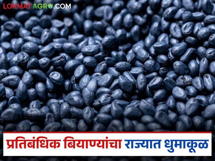 Seized banned cotton seeds from Gujarat; were being sold without any information on the packets | कापसाचे जप्त केलेले प्रतिबंधिक बियाणे गुजरातचे; पाकिटांवर कुठल्याही माहिती नसतांना होत होती विक्री Seized banned cotton seeds from Gujarat; were being sold without any information on the packets | कापसाचे जप्त केलेले प्रतिबंधिक बियाणे गुजरातचे; पाकिटांवर कुठल्याही माहिती नसतांना होत होती विक्री