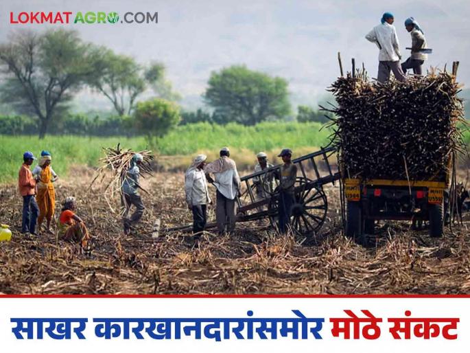 Sugarcane Harvesting: 'Karnataka' is the backbone of sugarcane harvesting system; The alarm is ringing due to insufficient manpower | Sugarcane Harvesting : ऊस तोड यंत्रणेचा 'कर्नाटकी' ठेंगा; अपुऱ्या मनुष्यबळाचा वाजतोय भोंगा Sugarcane Harvesting: 'Karnataka' is the backbone of sugarcane harvesting system; The alarm is ringing due to insufficient manpower | Sugarcane Harvesting : ऊस तोड यंत्रणेचा 'कर्नाटकी' ठेंगा; अपुऱ्या मनुष्यबळाचा वाजतोय भोंगा