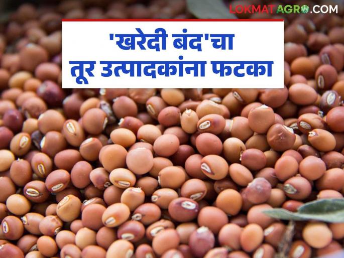 Prices lower than guaranteed prices in private market; Demand to start government procurement center | खासगी बाजारात हमीभावापेक्षाही कमी दर; शासकीय खरेदी केंद्र सुरू करण्याची मागणी Prices lower than guaranteed prices in private market; Demand to start government procurement center | खासगी बाजारात हमीभावापेक्षाही कमी दर; शासकीय खरेदी केंद्र सुरू करण्याची मागणी