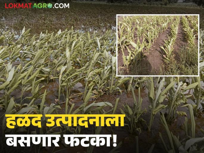 Turmeric crop on 35 thousand hectares at risk due to heavy rains; incidence of tuber blight and scab increased | अतिवृष्टीचा फटक्याने ३५ हजार हेक्टरवरील हळद पीक धोक्यात; कंदकूज, करपा रोगाचा प्रादुर्भाव वाढला