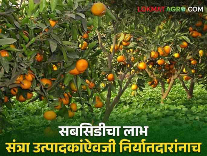 The export subsidy of oranges exported from Vidarbha to Bangladesh is benefited by the exporters instead of the producers | विदर्भातून बांगलादेशात निर्यात हाेणाऱ्या संत्र्याच्या निर्यात सबसिडीचा लाभ उत्पादकांऐवजी निर्यातदारांनाच The export subsidy of oranges exported from Vidarbha to Bangladesh is benefited by the exporters instead of the producers | विदर्भातून बांगलादेशात निर्यात हाेणाऱ्या संत्र्याच्या निर्यात सबसिडीचा लाभ उत्पादकांऐवजी निर्यातदारांनाच