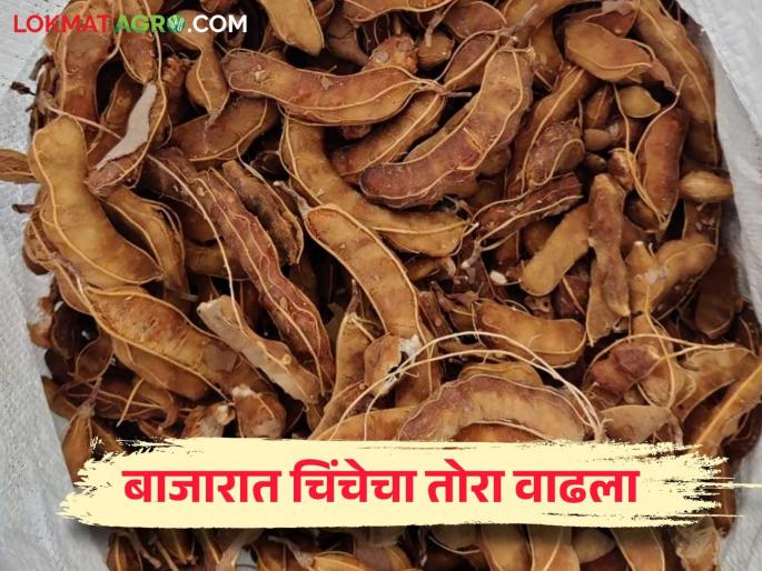Demand has increased, but production has decreased; Sour tamarind is becoming sweet for farmers this year | मागणी वाढली त्यात उत्पादन कमी; आंबट चिंच यंदा शेतकऱ्यांसाठी ठरतेय गोड