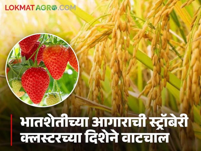 Traditional farming methods are costly and do not yield any income; some are planting strawberries and others bananas in the rice fields. | पारंपरिक पीकपद्धती खर्चिक त्यात उत्पन्न हाती लागेना; भातशेतीच्या आगारात कोणी लावतोय स्ट्रॉबेरी तर कोणी केळी