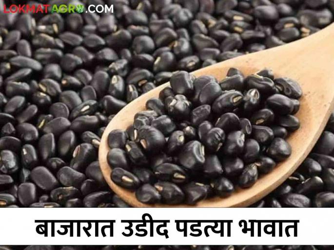 Baliraja Metakutila: After Muga in the market, even Udida did not get a satisfactory price! | बळीराजा मेटाकुटीला : बाजारात मुगा पाठोपाठ उडीदालाही समाधानकारक भाव मिळेना! Baliraja Metakutila: After Muga in the market, even Udida did not get a satisfactory price! | बळीराजा मेटाकुटीला : बाजारात मुगा पाठोपाठ उडीदालाही समाधानकारक भाव मिळेना!