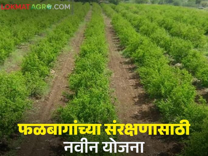 Crop Protection scheme: Separate scheme to protect crops and orchards from wild animals; Cooperation Minister | Crop Protection Scheme : वन्यप्राण्यांपासून पिके आणि फळबागांच्या संरक्षणासाठी स्वतंत्र योजना; सहकारमंत्री Crop Protection scheme: Separate scheme to protect crops and orchards from wild animals; Cooperation Minister | Crop Protection Scheme : वन्यप्राण्यांपासून पिके आणि फळबागांच्या संरक्षणासाठी स्वतंत्र योजना; सहकारमंत्री