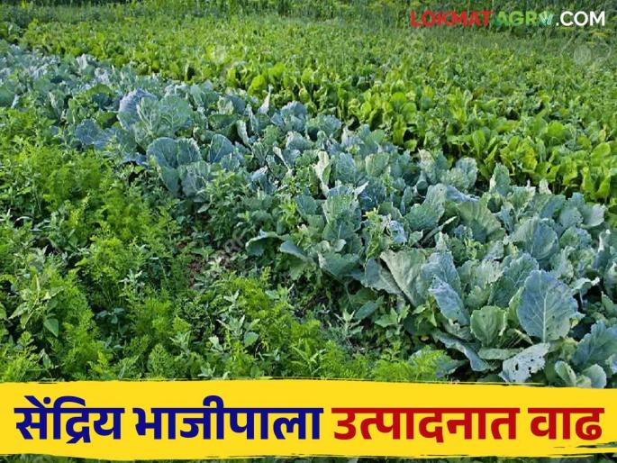Organic Vegetables increased production of toxin-free organic vegetables; Farmers get more profit by selling door to door according to demand | Organic Vegetables विषमुक्त सेंद्रिय भाजीपाला उत्पादनात झाली वाढ; मागणीनुसार घरोघरी विक्री करून शेतकरी मिळवताहेत अधिकचा नफा Organic Vegetables increased production of toxin-free organic vegetables; Farmers get more profit by selling door to door according to demand | Organic Vegetables विषमुक्त सेंद्रिय भाजीपाला उत्पादनात झाली वाढ; मागणीनुसार घरोघरी विक्री करून शेतकरी मिळवताहेत अधिकचा नफा