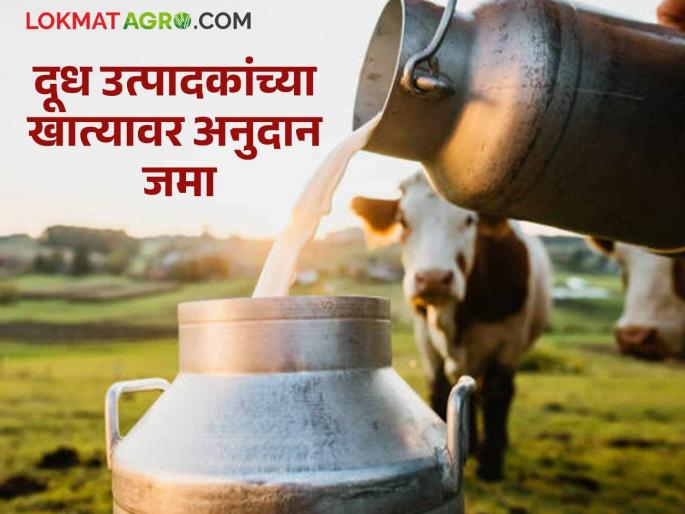 1327 crores in subsidy deposited in the accounts of 5.25 lakh milk producers; Read detailed news | सव्वापाच लाख दूध उत्पादकांच्या खात्यावर १३२७ कोटींचे अनुदान जमा; वाचा सविस्तर वृत्त 1327 crores in subsidy deposited in the accounts of 5.25 lakh milk producers; Read detailed news | सव्वापाच लाख दूध उत्पादकांच्या खात्यावर १३२७ कोटींचे अनुदान जमा; वाचा सविस्तर वृत्त