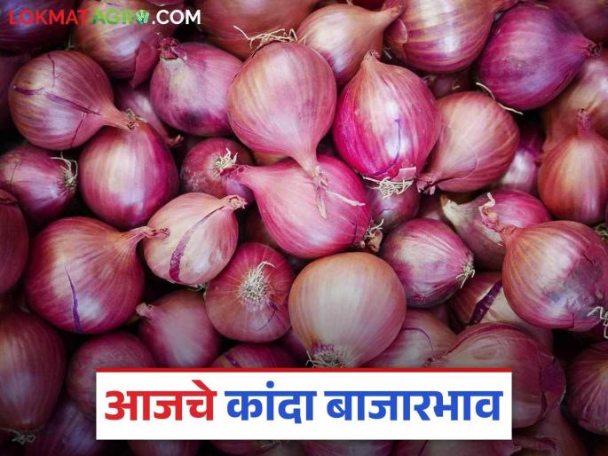 Kanda Bazaar Bhav: The arrival of red onion in the state has slowed down; Read what is the price being obtained | Kanda Bajar Bhav : राज्यात लाल कांद्याची आवक मंदावली; वाचा काय मिळतोय दर Kanda Bazaar Bhav: The arrival of red onion in the state has slowed down; Read what is the price being obtained | Kanda Bajar Bhav : राज्यात लाल कांद्याची आवक मंदावली; वाचा काय मिळतोय दर