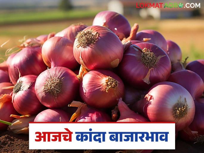 Kanda Bazaar Bhav: 'Pimpalgaon Baswant's' yellow onion is becoming more expensive than red onion; Read today's onion market price | Kanda Bajar Bhav : 'पिंपळगाव बसवंत'चा पोळ कांदा ठरतोय लाल कांद्याला भारी; वाचा आजचे कांदा बाजारभाव Kanda Bazaar Bhav: 'Pimpalgaon Baswant's' yellow onion is becoming more expensive than red onion; Read today's onion market price | Kanda Bajar Bhav : 'पिंपळगाव बसवंत'चा पोळ कांदा ठरतोय लाल कांद्याला भारी; वाचा आजचे कांदा बाजारभाव