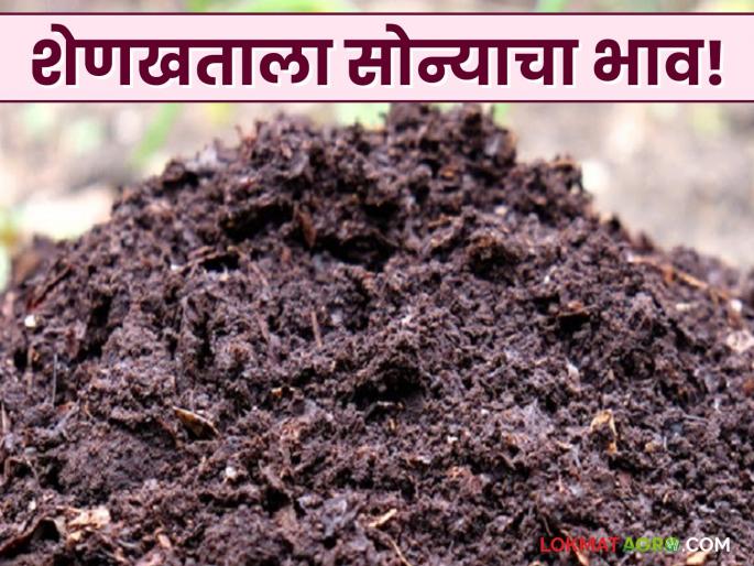 Struggle to maintain soil texture; Cow dung is getting the price of gold | जमिनीचा पोत टिकविण्यासाठी धडपड; शेणखताला मिळतोय सोन्याचा भाव