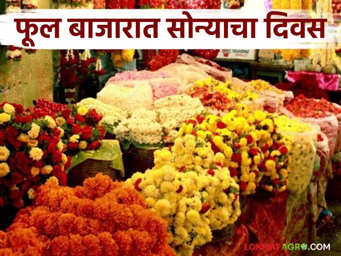 Flower market blooms on Padwa; Read what prices flowers are getting | पाडव्याला फूल बाजार बहरला; वाचा काय मिळताहेत फुलांना दर