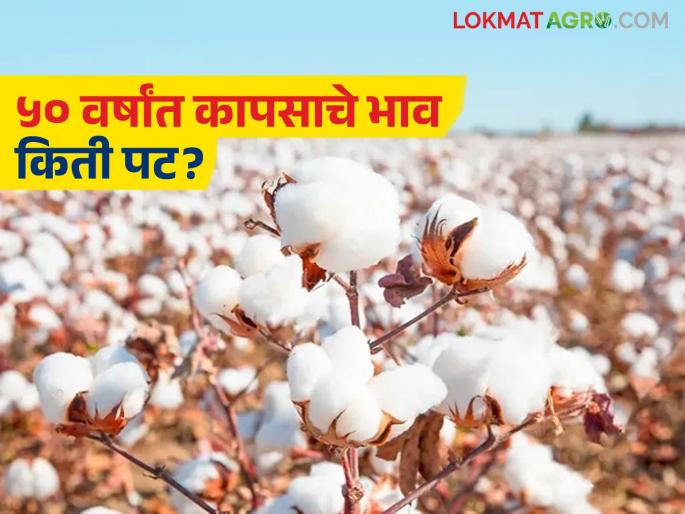 In the last 50 years, gold prices have increased by 300 times while cotton prices have increased by only 20 times; Why is there injustice against agricultural products? | गेल्या ५० वर्षांत सोने ३०० तर कापसाचे भाव केवळ २० पट वाढले; शेतमालावर अन्याय का? In the last 50 years, gold prices have increased by 300 times while cotton prices have increased by only 20 times; Why is there injustice against agricultural products? | गेल्या ५० वर्षांत सोने ३०० तर कापसाचे भाव केवळ २० पट वाढले; शेतमालावर अन्याय का?