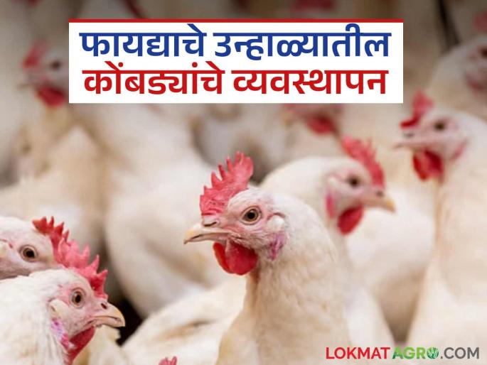 Take care of poultry like this; income will be guaranteed even in summer | कुक्कुटपक्ष्यांची 'अशी' घ्या काळजी; उन्हाळ्यात सुद्धा राहील उत्पन्नाची हमी Take care of poultry like this; income will be guaranteed even in summer | कुक्कुटपक्ष्यांची 'अशी' घ्या काळजी; उन्हाळ्यात सुद्धा राहील उत्पन्नाची हमी