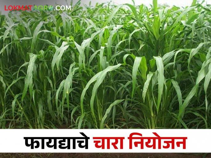 If you don't want fodder shortage in summer, hurry up the fodder planning now | उन्हाळात नको असेल चाऱ्याची टंचाई तर आताच करा चारा नियोजनाची घाई If you don't want fodder shortage in summer, hurry up the fodder planning now | उन्हाळात नको असेल चाऱ्याची टंचाई तर आताच करा चारा नियोजनाची घाई