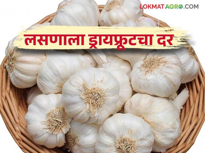 Garlic Market : Price of dry fruit for garlic in winter days; Will rates rise further? Read in detail | Garlic Market : हिवाळ्याच्या दिवसांत लसणाला ड्रायफ्रूटचा भाव; दर आणखी वाढणार का? वाचा सविस्तर Garlic Market : Price of dry fruit for garlic in winter days; Will rates rise further? Read in detail | Garlic Market : हिवाळ्याच्या दिवसांत लसणाला ड्रायफ्रूटचा भाव; दर आणखी वाढणार का? वाचा सविस्तर