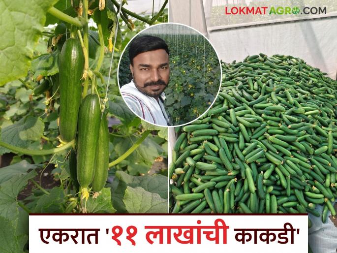 Success Story: Income of Rs 11 lakh per acre from cucumber crop; Jogdand family makes progress | Success Story : काकडीच्या पिकातून घेतले एकरी ११ लाख रुपयांचे उत्पन्न; जोगदंड कुटुंबाने साधली प्रगती Success Story: Income of Rs 11 lakh per acre from cucumber crop; Jogdand family makes progress | Success Story : काकडीच्या पिकातून घेतले एकरी ११ लाख रुपयांचे उत्पन्न; जोगदंड कुटुंबाने साधली प्रगती