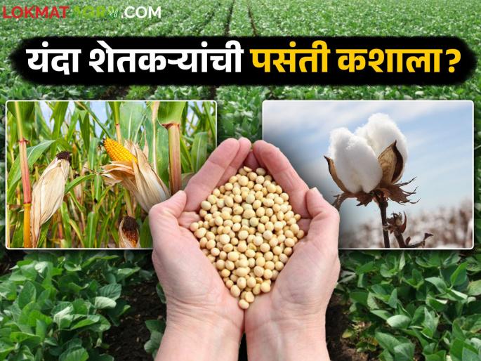 This year, who will be the top and who will be the second favorite among farmers among cotton, soybean, and maize crops? Read in detail | यंदा शेतकऱ्यांच्या पसंतीत कपाशी, सोयाबीन, मका पिकांत कोण राहणार अव्वल कोण दुय्यम वाचा सविस्तर