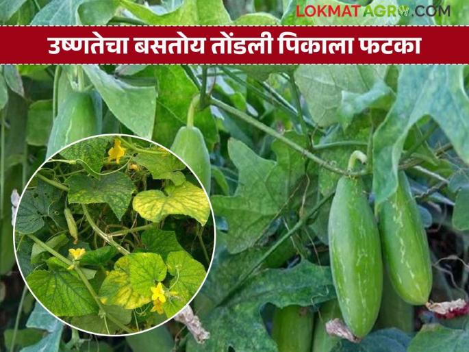 Due to excessive heat, the leaves of the tondli turn yellow, there is also a risk of pests; production will decrease | अति उन्हामुळे तोंडलीची पाने पिवळी, किडीचाही धोका; उत्पादन घटणार