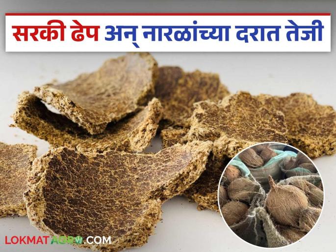 Sarki Dheep and coconuts hit record high prices; Read detailed market developments | सरकी ढेप अन् नारळांनी गाठला दराचा उच्चांक; सविस्तर वाचा बाजारातील घडामोडी