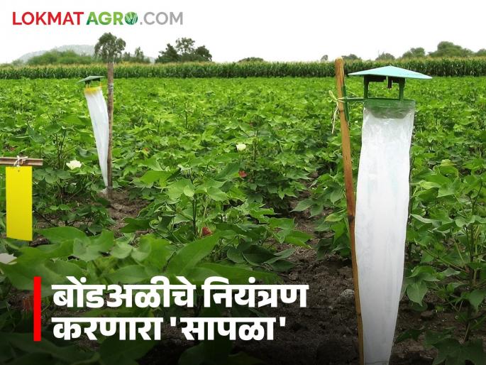 Want to protect cotton from bollworm? Then set this trap and keep the pest at bay | बोंडअळीपासून कपाशीचं संरक्षण हवंय? मग 'हा' सापळा लावा आणि कीड आटोक्यात ठेवा Want to protect cotton from bollworm? Then set this trap and keep the pest at bay | बोंडअळीपासून कपाशीचं संरक्षण हवंय? मग 'हा' सापळा लावा आणि कीड आटोक्यात ठेवा