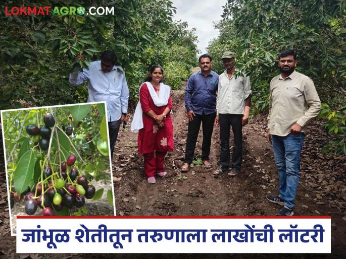 Lottery of lakhs from Jambhu farming; Dattatreya's successful experiment of Bahadoli Jambhu farming on marshy land | जांभूळ शेतीतून लाखोंची लॉटरी; दलदलमय जमिनीवर दत्तात्रय यांचा बहाडोली जांभूळ शेतीचा यशस्वी प्रयोग Lottery of lakhs from Jambhu farming; Dattatreya's successful experiment of Bahadoli Jambhu farming on marshy land | जांभूळ शेतीतून लाखोंची लॉटरी; दलदलमय जमिनीवर दत्तात्रय यांचा बहाडोली जांभूळ शेतीचा यशस्वी प्रयोग