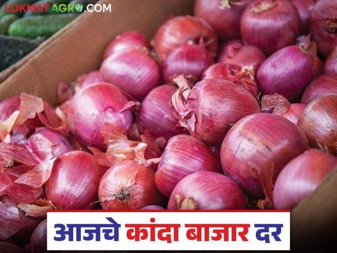 Kanda Bajar Bhav: Inflow of onion in the market has decreased; Read what rates are available | Kanda Bajar Bhav : बाजारात कांद्याची आवक झाली कमी; वाचा काय मिळतोय दर