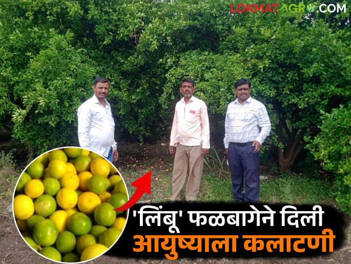 'Limoni' changed his life; Ranba Kharat achieved financial progress in 30 gunthas | 'लिंबू' फळबागेने दिली आयुष्याला कलाटणी; ३० गुंठ्यांमध्ये रानबा खरातांनी साधली आर्थिक प्रगती
