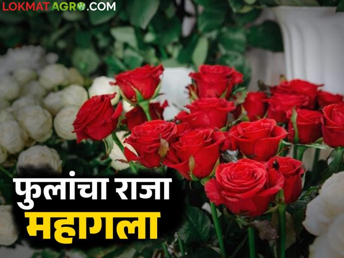 Flower Market Rate: Less arrivals in the flower market this year; Rose prices will go up on Valentine's Day | Flower Market Rate : फूल बाजारात यंदा आवक कमी; 'व्हॅलेंटाईन डे'ला गुलाब खाणार भाव Flower Market Rate: Less arrivals in the flower market this year; Rose prices will go up on Valentine's Day | Flower Market Rate : फूल बाजारात यंदा आवक कमी; 'व्हॅलेंटाईन डे'ला गुलाब खाणार भाव