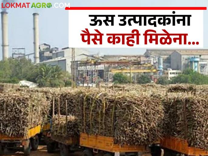 95 sugar factories in the state have trapped sugarcane farmers for Rs 1432 crore | राज्यातील ९५ साखर कारखान्यांनी ऊस उत्पादक शेतकऱ्यांना १४३२ कोटीला अडकवले 95 sugar factories in the state have trapped sugarcane farmers for Rs 1432 crore | राज्यातील ९५ साखर कारखान्यांनी ऊस उत्पादक शेतकऱ्यांना १४३२ कोटीला अडकवले