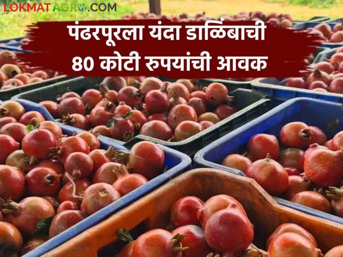 Pandharpur Market : 528 crore annual turnover of Pandharpur Agricultural Produce Market Committee this year | Pandharpur Market : पंढरपूर कृषी उत्पन्न बाजार समितीची ५२८ कोटींची यंदा वार्षिक उलाढाल